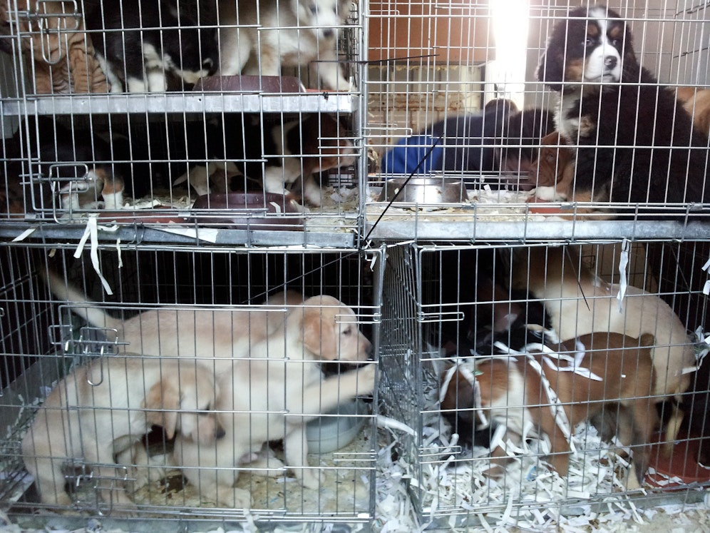 Welpen, eingepfercht in kleine Transportkäfige. (Symbolbild)
