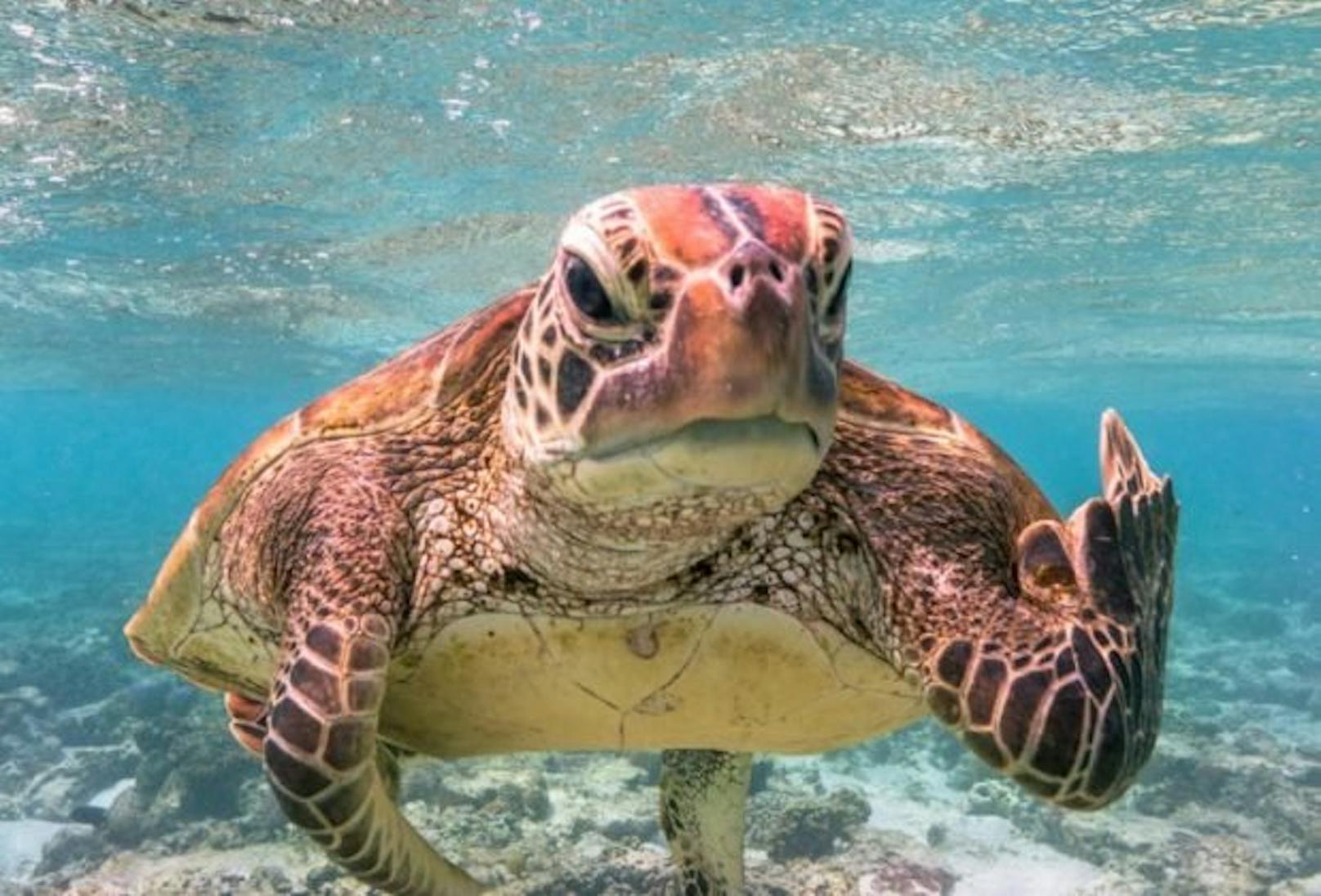 Diese Schildkröte zeigt dem Paparazzo, was sie von der Ruhestörung hält.