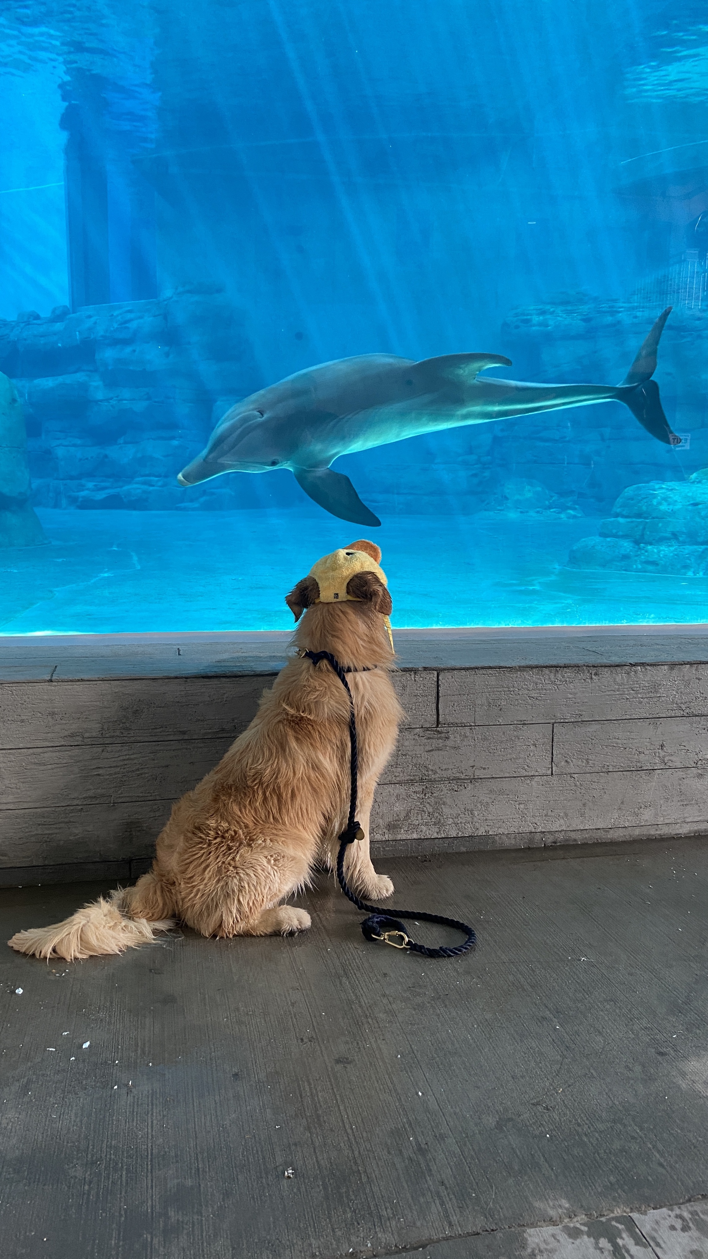 Golden Retriever Kevin und Delfin Winter beweisen, dass es keine Grenzen für Freundschaft gibt und man Seelenverwandschaft manchmal an außergewöhnlichen Orten findet.<br>
