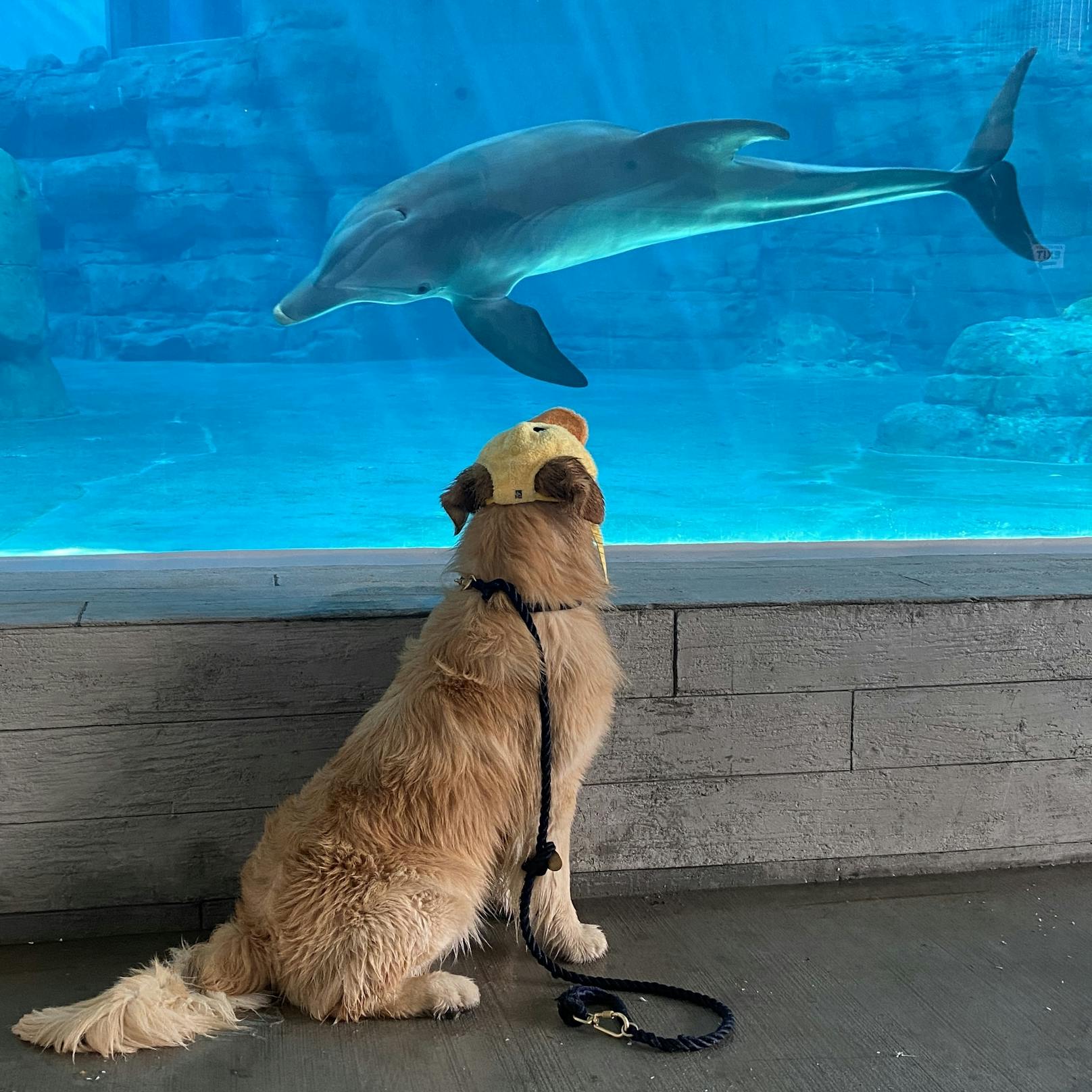 Golden Retriever Kevin und Delfin Winter beweisen, dass es keine Grenzen für Freundschaft gibt und man Seelenverwandschaft manchmal an außergewöhnlichen Orten findet.<br>