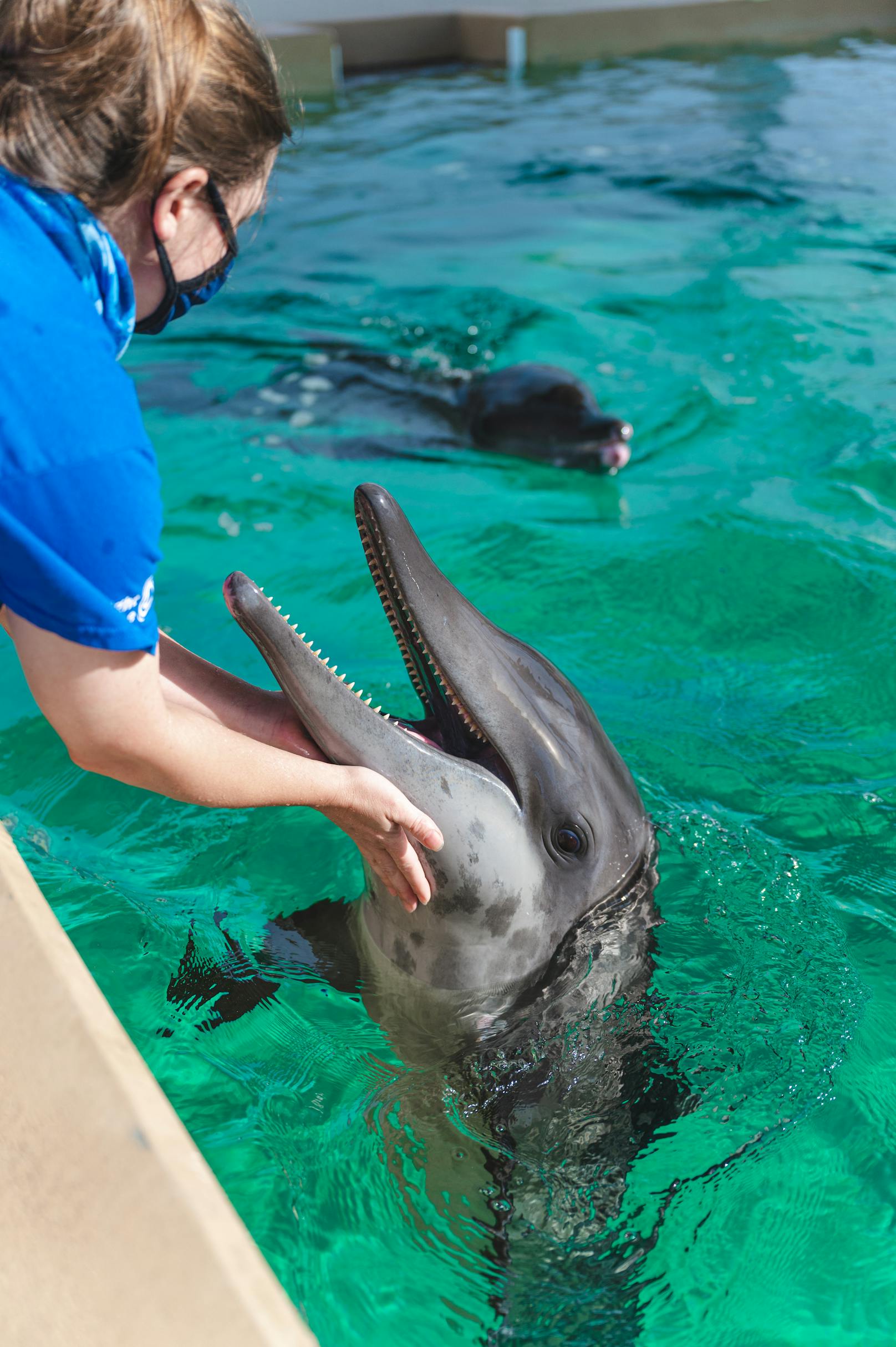 Winter lebt seit 10 Jahren im Aquarium. Sie ist der einzige Delfin mit einer Flossenprothese. <br>