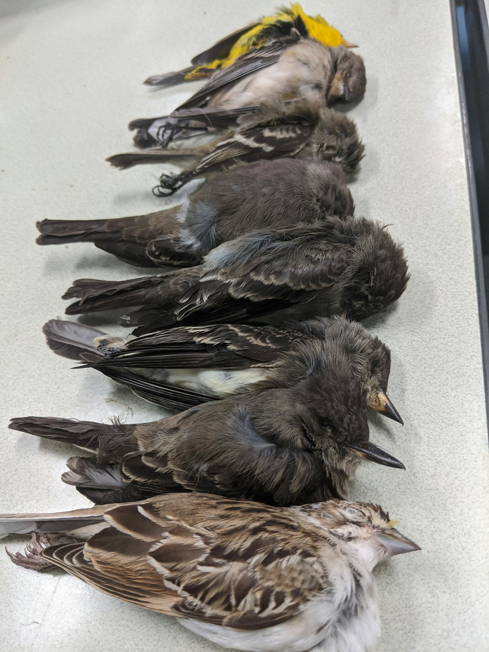 Massensterben von Zugvögeln im Westen der USA stellt Forscher und Behörden vor Rätsel (13. September 2020)