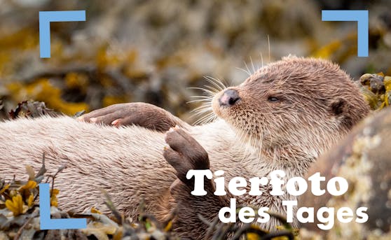 Dieser chillige Otter lebt auf den Shetlandinseln in täglicher Freitagsstimmung.