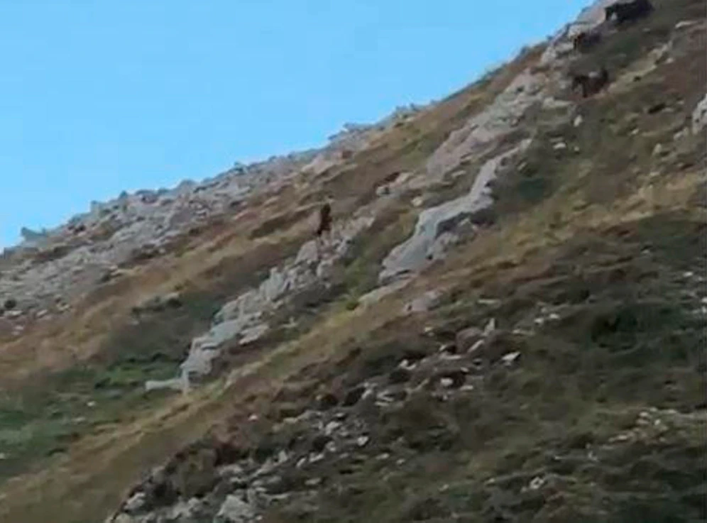 Das Video zeigt mehrere Pferde, die einen Abhang hinunterstürzen.