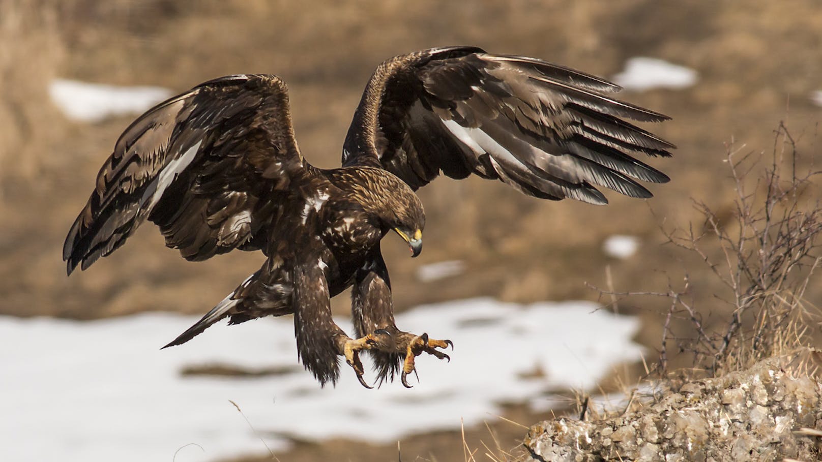 "Kam aus dem Nichts": Steinadler verletzt Mädchen