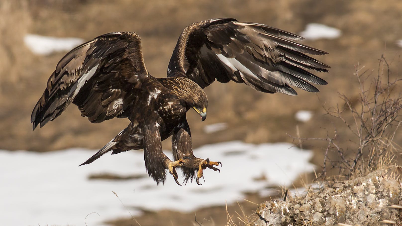 "Kam aus dem Nichts": Steinadler verletzt Mädchen