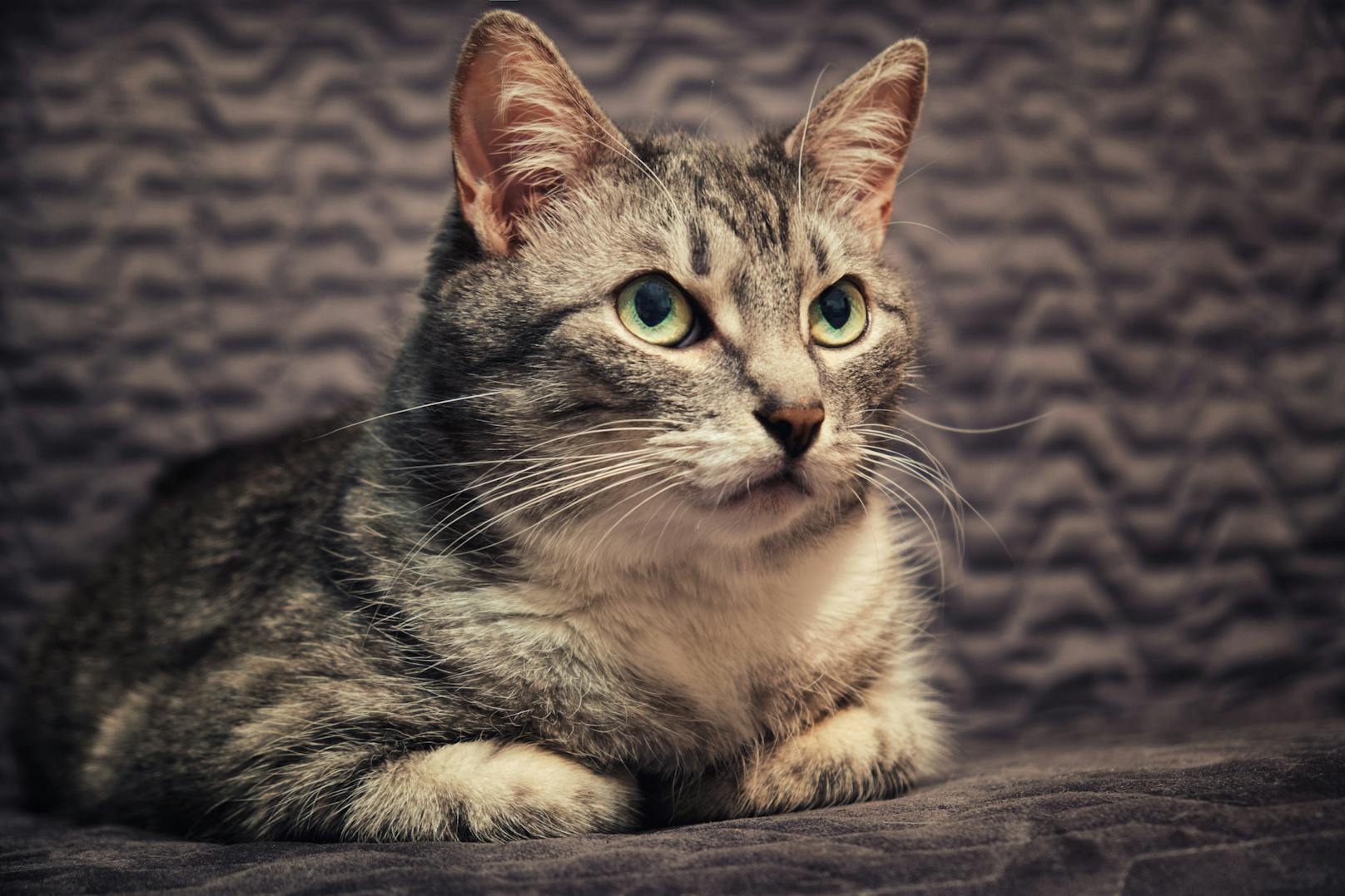 Für die nächtliche Ruhelosigkeit von Katzen gibt es mehrere Gründe.
