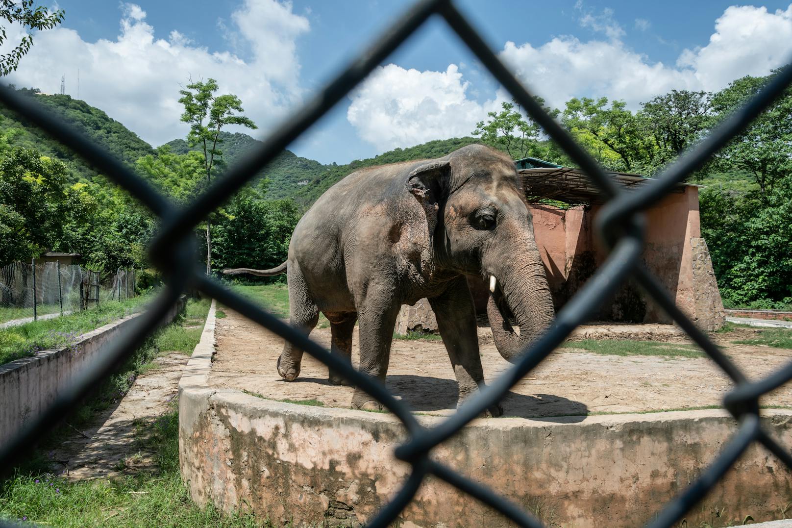 Was mit Kaavan, dem "einsamsten Elefanten der Welt" passiert, ist noch nicht sicher.