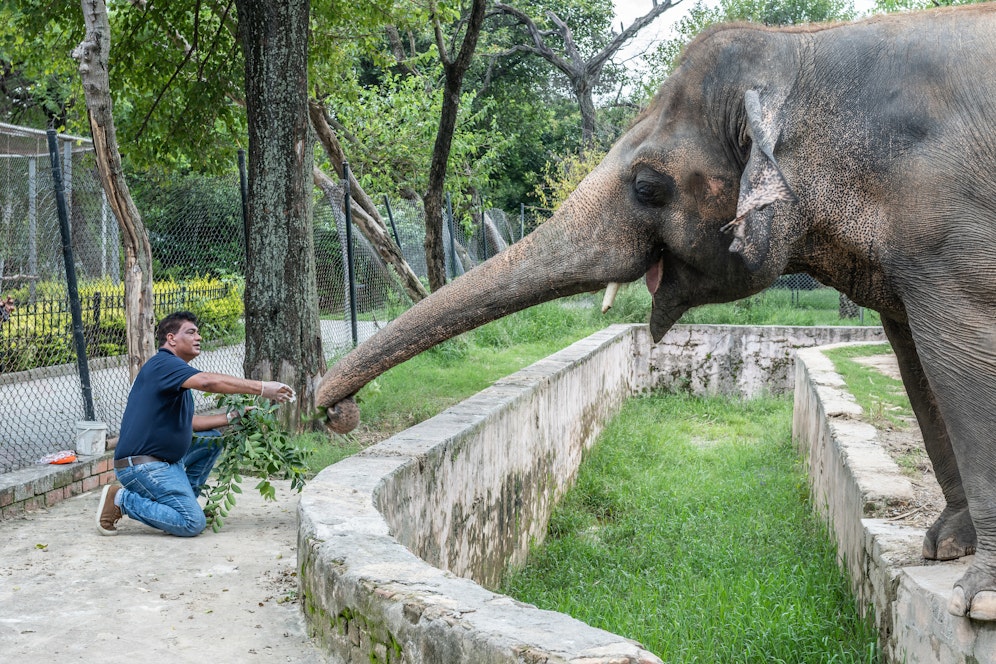 Tierschützern war es gelungen, die Schließung des Zoos zu erwirken, nachdem sie die zweifelhaften Haltungsbedingungen jahrelang angeklagt hatten.  