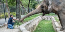 Happy End für den einsamsten Elefanten der Welt