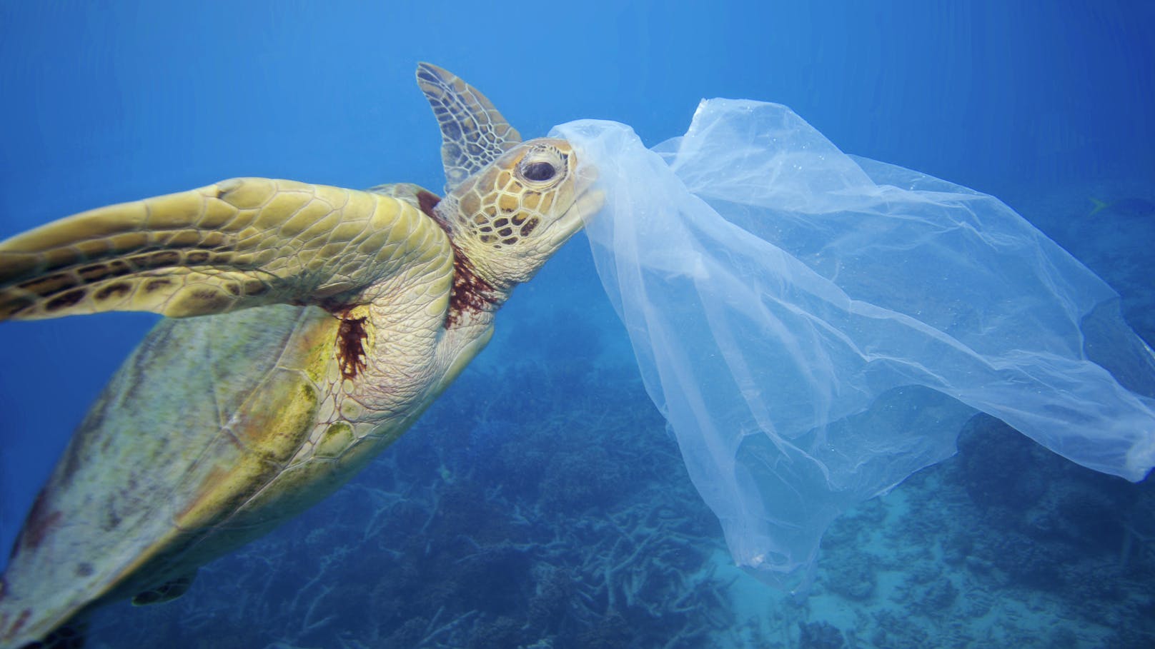 Meerestiere leiden unter der Plastik-Plage.