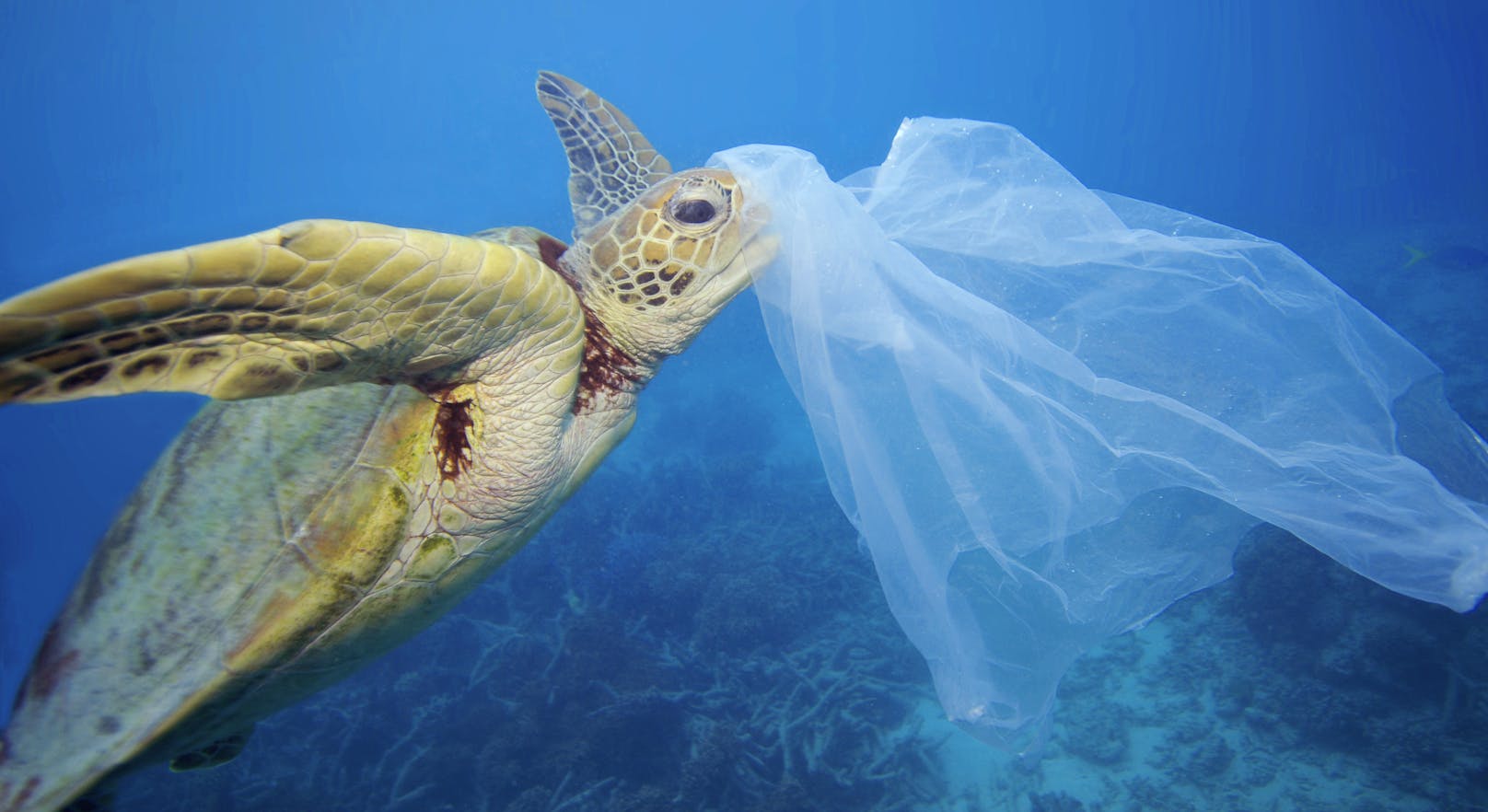Meerestiere leiden unter der Plastik-Plage.