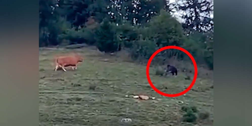 Die Kuh wich keinen Meter zurück.