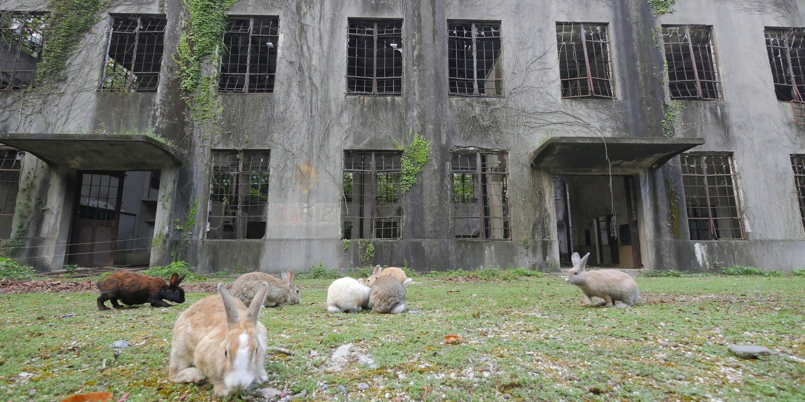 Kaninchen in den Ruinen einer Senfgasfabrik. Nach dem Krieg wurden die Fabriken verlassen und die Kaninchen angeblich freigelassen - nun durften sie sich austoben.