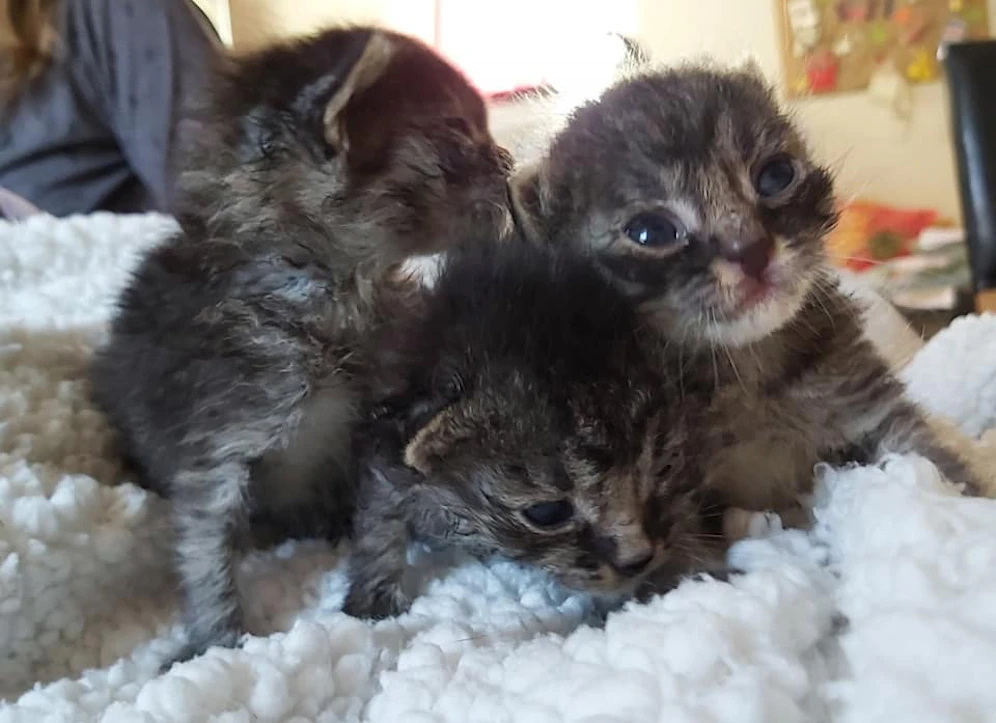 Die Tierrettung muss immer mehr Katzenbabys versorgen.