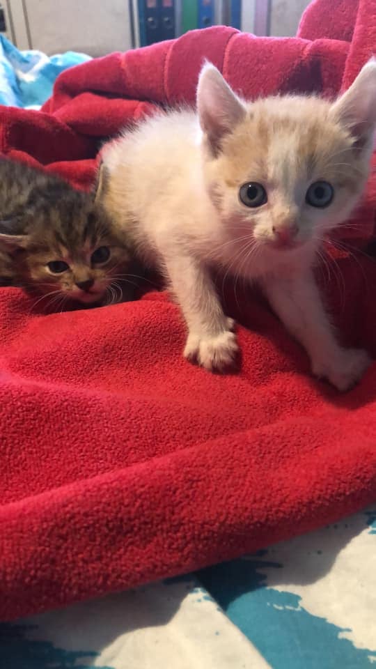 Diese beiden Kätzchen suchen ein Zuhause.