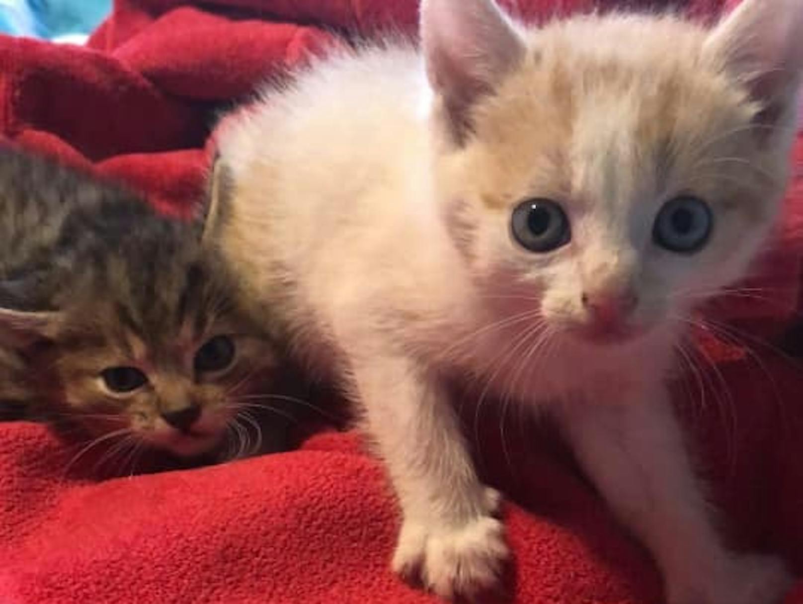 Diese beiden Kätzchen suchen ein Zuhause.