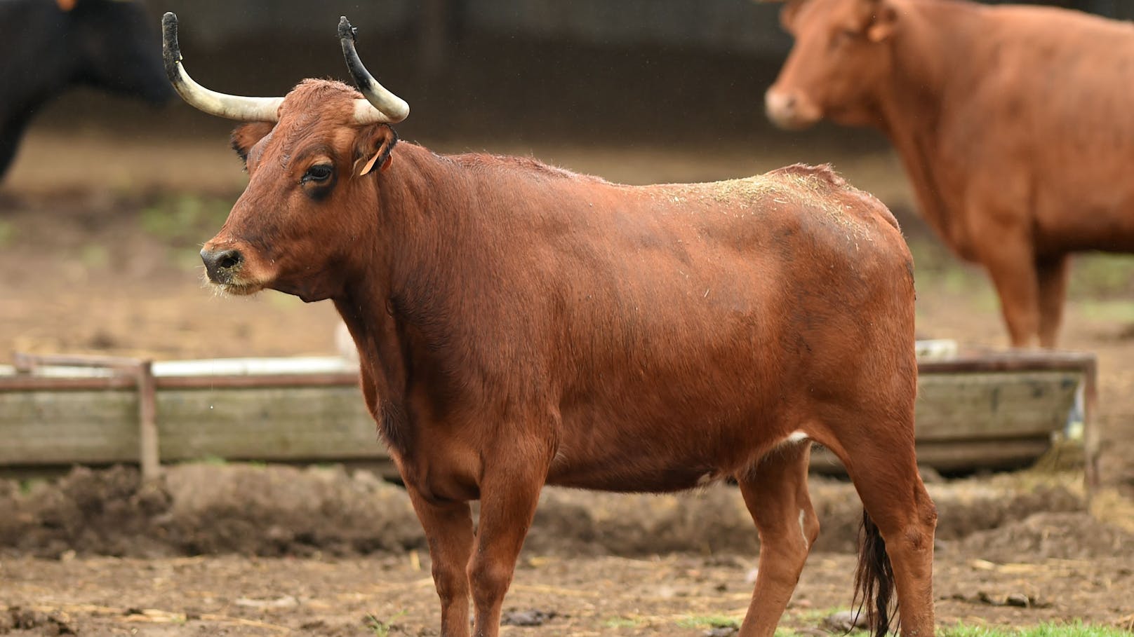 Der Mann wurde von einem Stier gegen die Stallwand gedrückt.