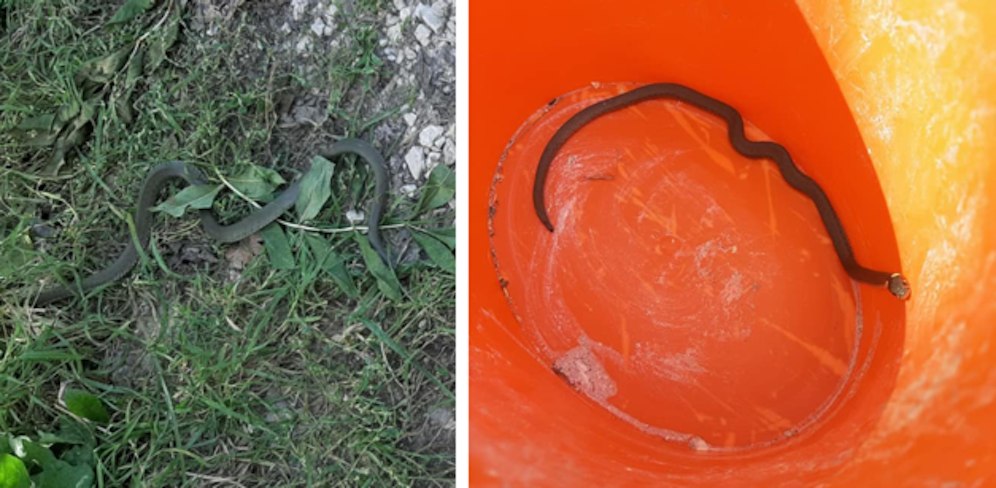 Die Ringelnatter hatte sich in ein Büro verirrt.