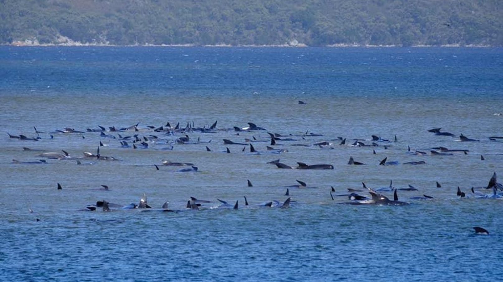 Vor der Küste der australischen Insel Tasmanien ereignete sich ein Natur-Drama. 