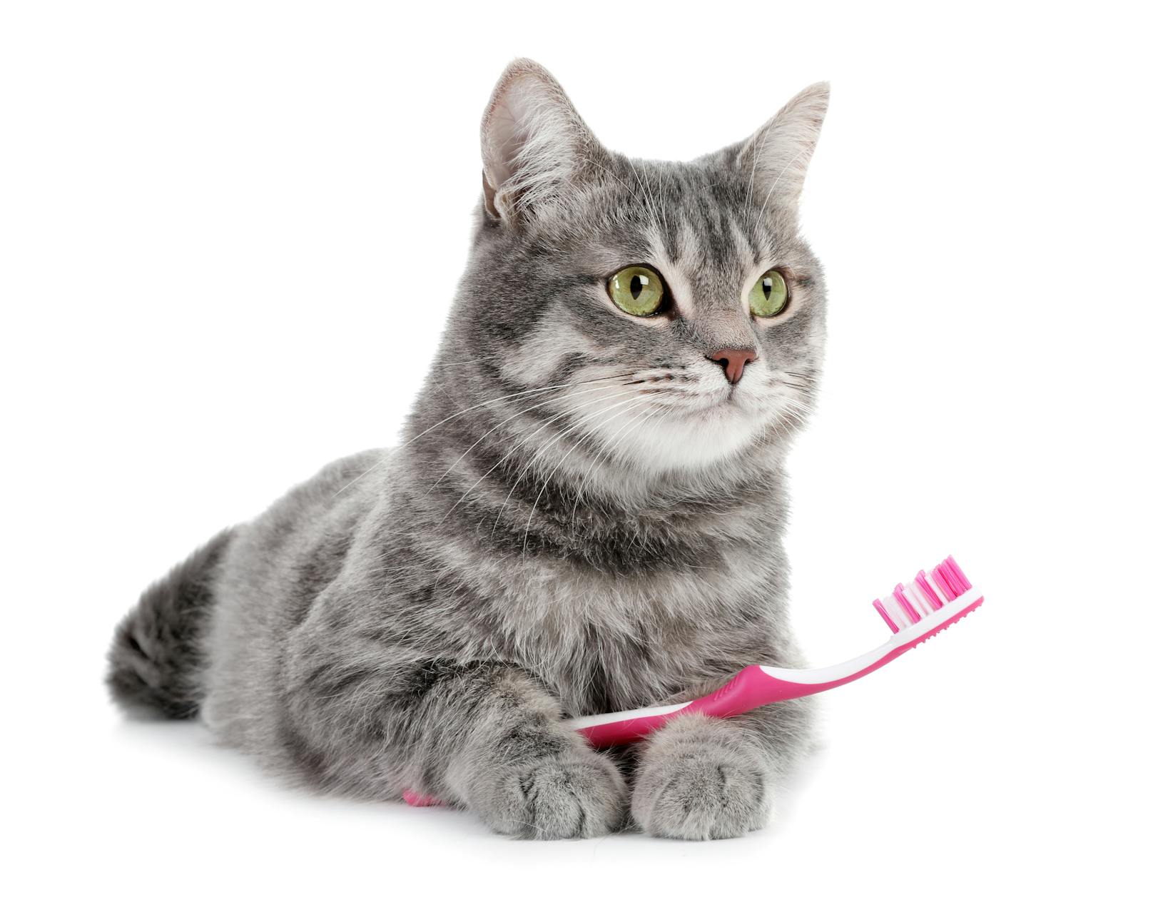 Sind Zahnbürsten  die beste Art, um eine Katze zu streicheln?
