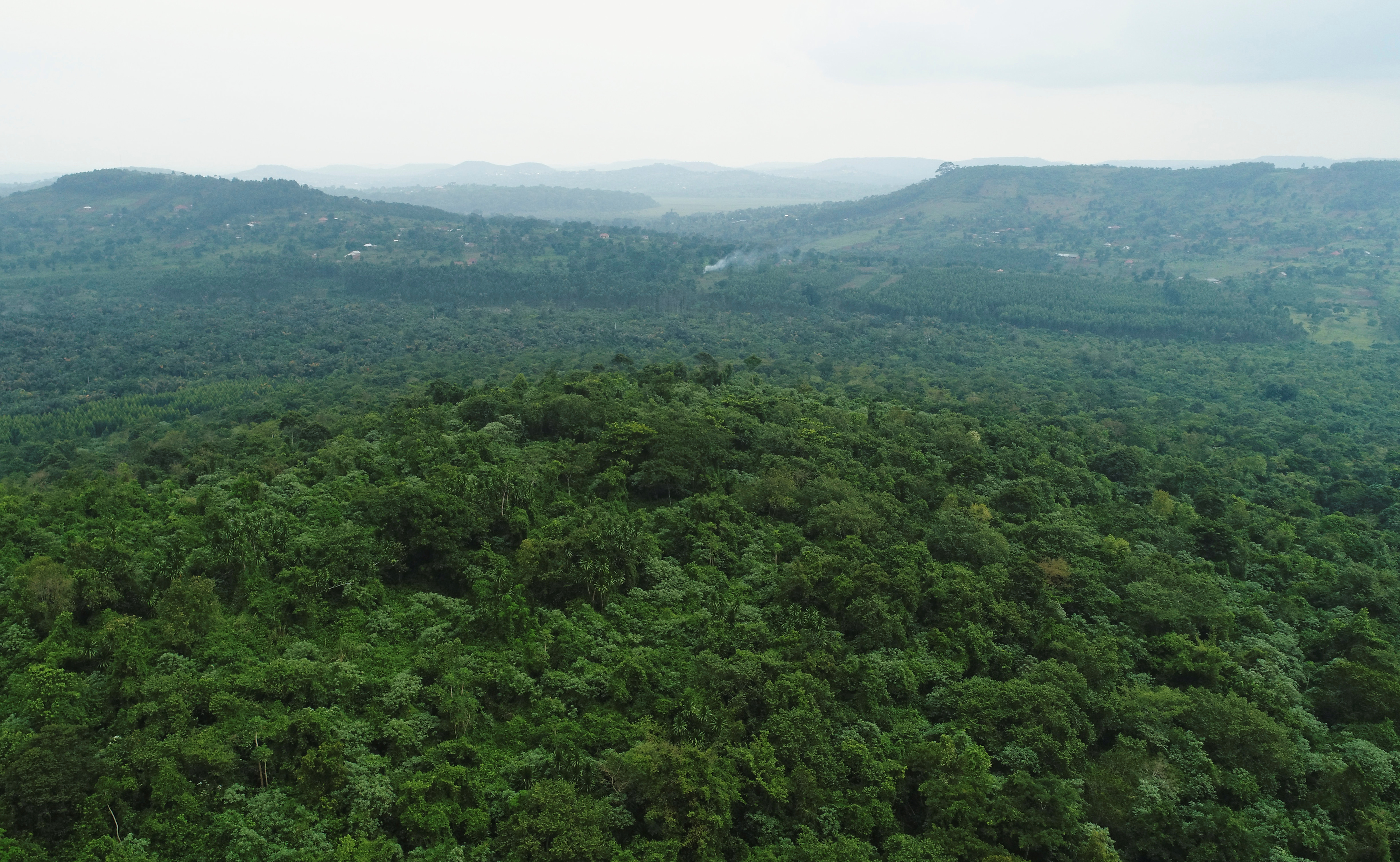 CO2-Kompensation durch Waldschutz im Rahmen von 