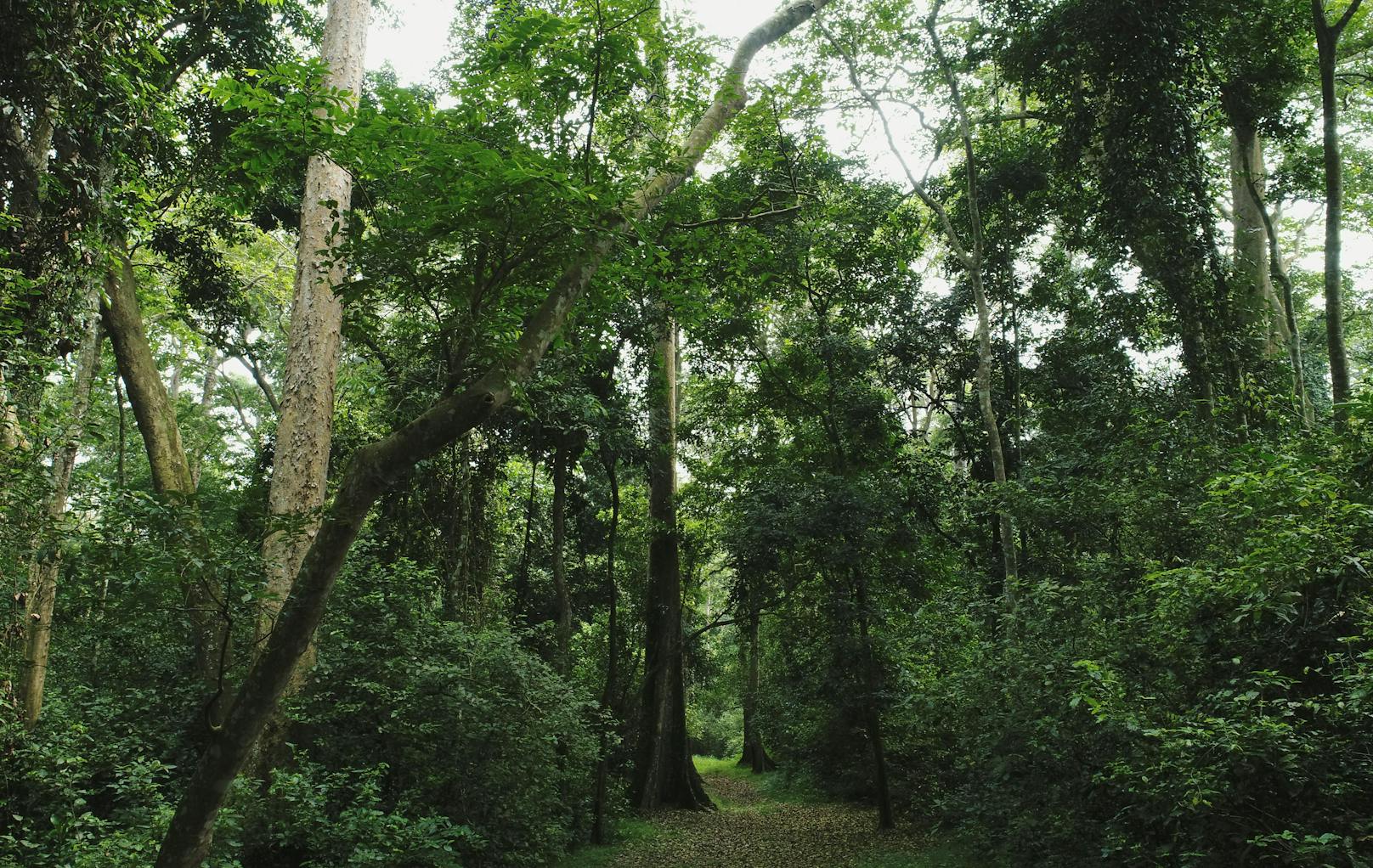 Eine Studie aus Wien deutet an, dass Regenwald großes Regenerationspotenzial habe.