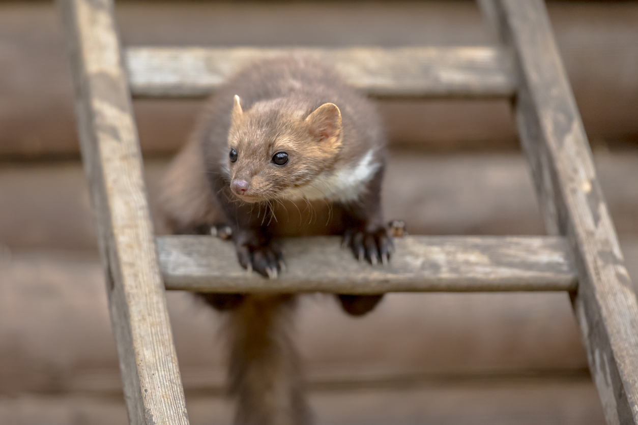 Symbolfoto eines Marders
