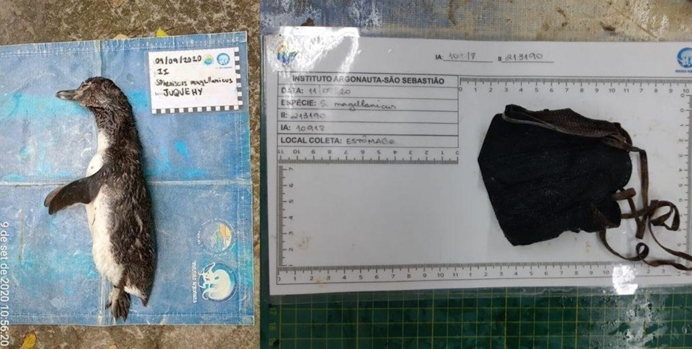 Ein Pinguin verendete in Brasilien qualvoll an einem unsachgemäß entsorgten Mundschutz.