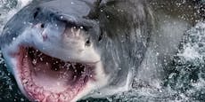 Hai attackiert Taucher und beißt ihm in die Schulter