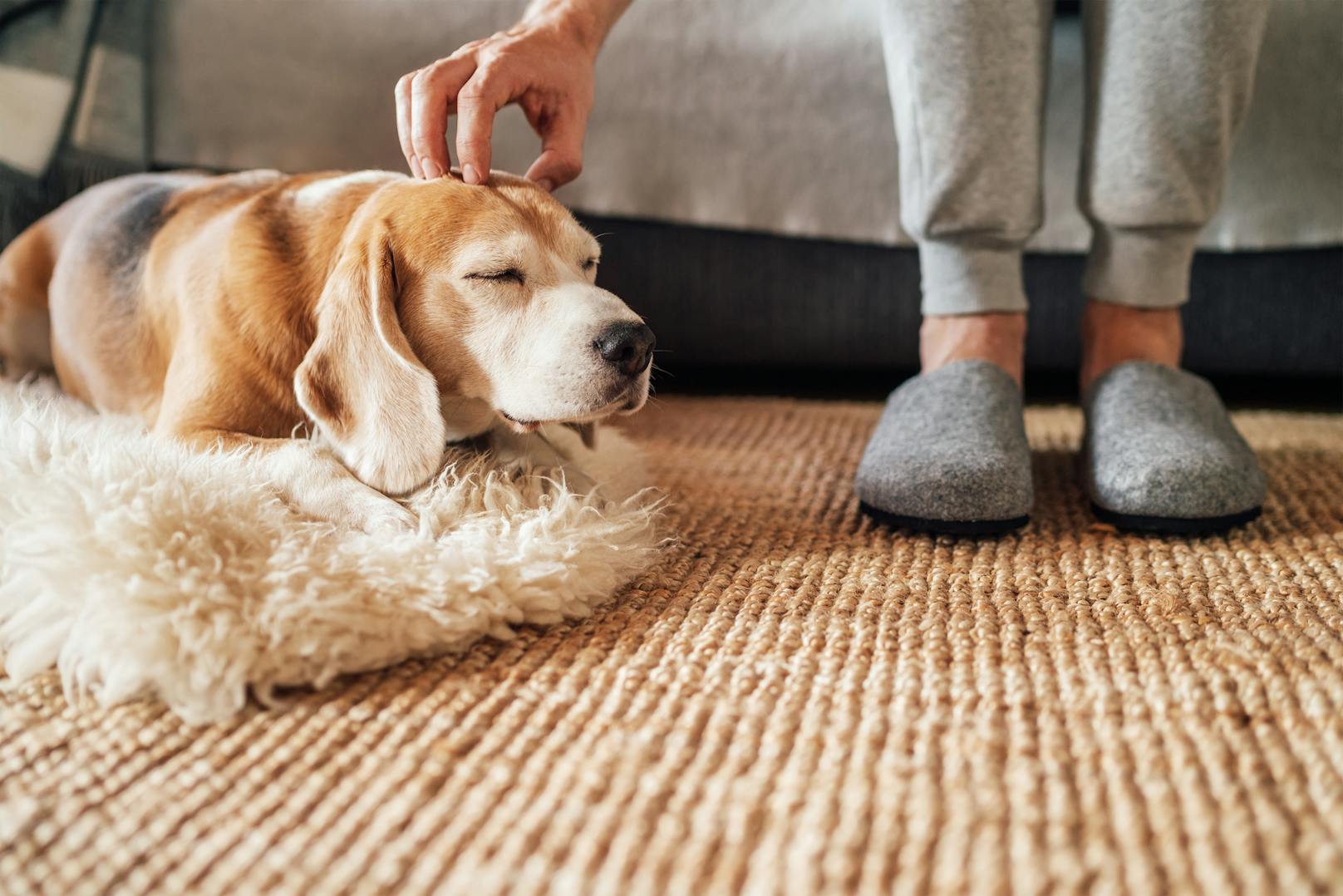 3. Dein Hund ignoriert dich: Wenn dein Hund dich ignoriert oder wegschaut, wenn du versuchst ihn anzuschauen, zeigt er dir damit seine Unzufriedenheit. Möglicherweise hilft es ruhig zu sprechen und ihm die Ohren zu kraulen.