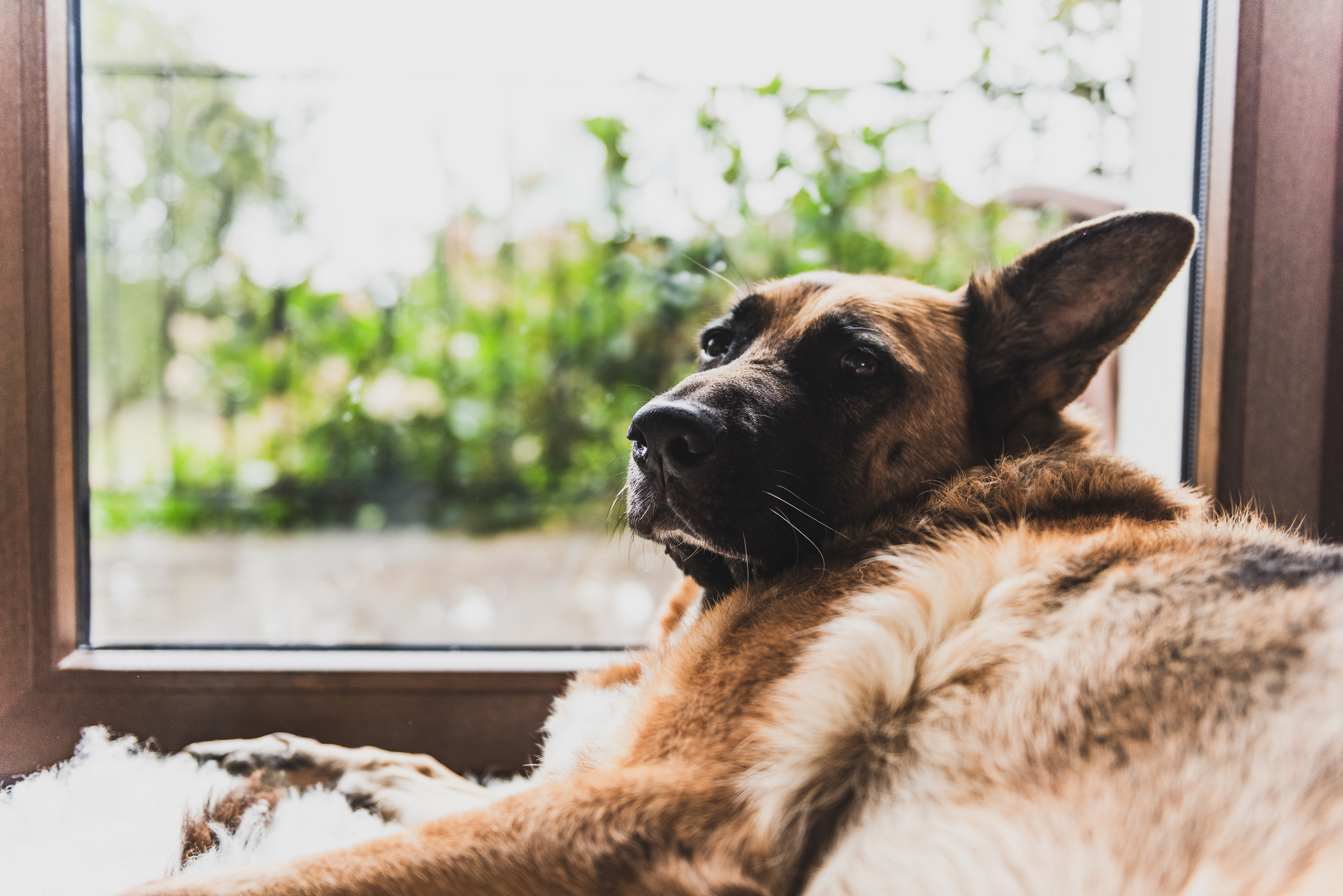 Liebesentzug: Wenn dein Hund Abstand hält, wenn du in streicheln möchtest, hast du sicher etwas angestellt. Warte, bis er wieder zu dir kommt und lauf ihm nicht nach. 