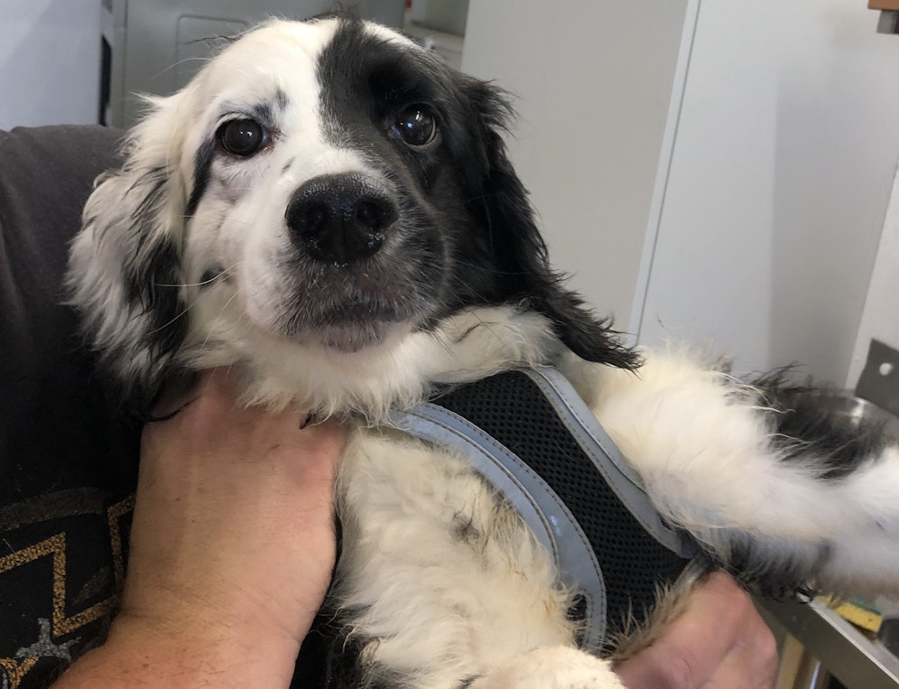 Viele der Tiere waren nicht kastriert, geimpft oder gar gechippt.