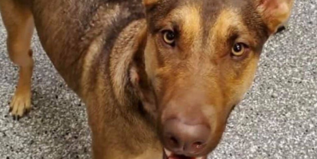 Ausgesetzter Hund mit erschütternder Nachricht gefunden Haustiere