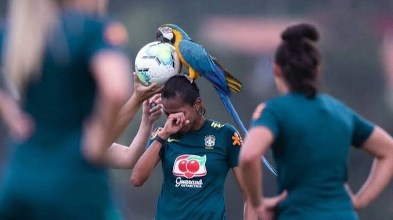 Der Papagei auf dem Kopf von Bruna Benites. 