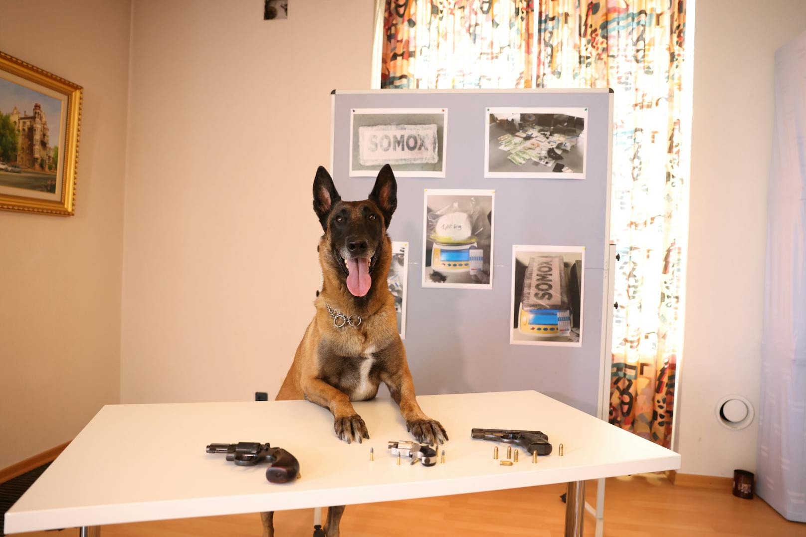 Der Diensthund "Buy" spürte den Drogenbunker in Wien-Floridsdorf auf.