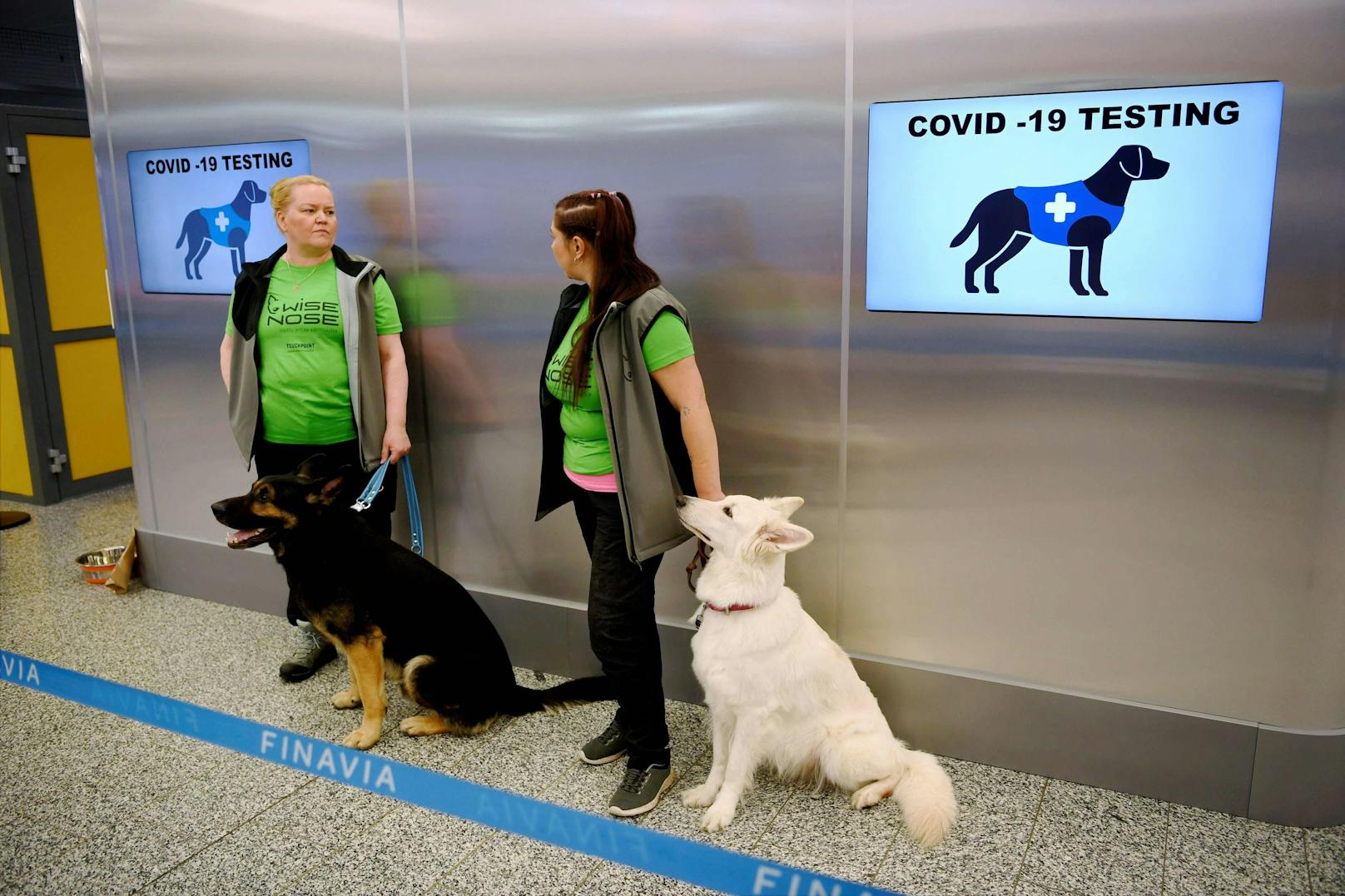 Corona-Spürhunde im Kampf gegen das Virus