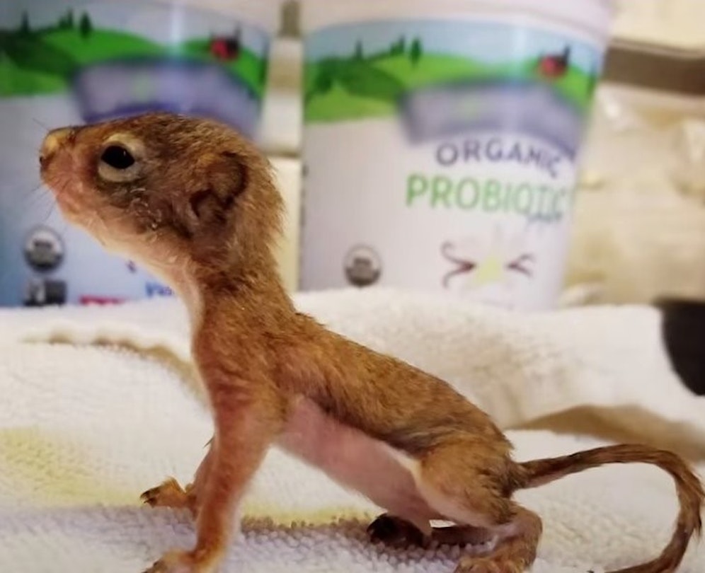 Wie durch ein Wunder hat dieses Eichhörnchen überlebt. 