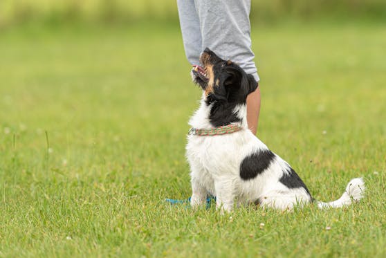 Ein Hund braucht eine konsequente Erziehung.