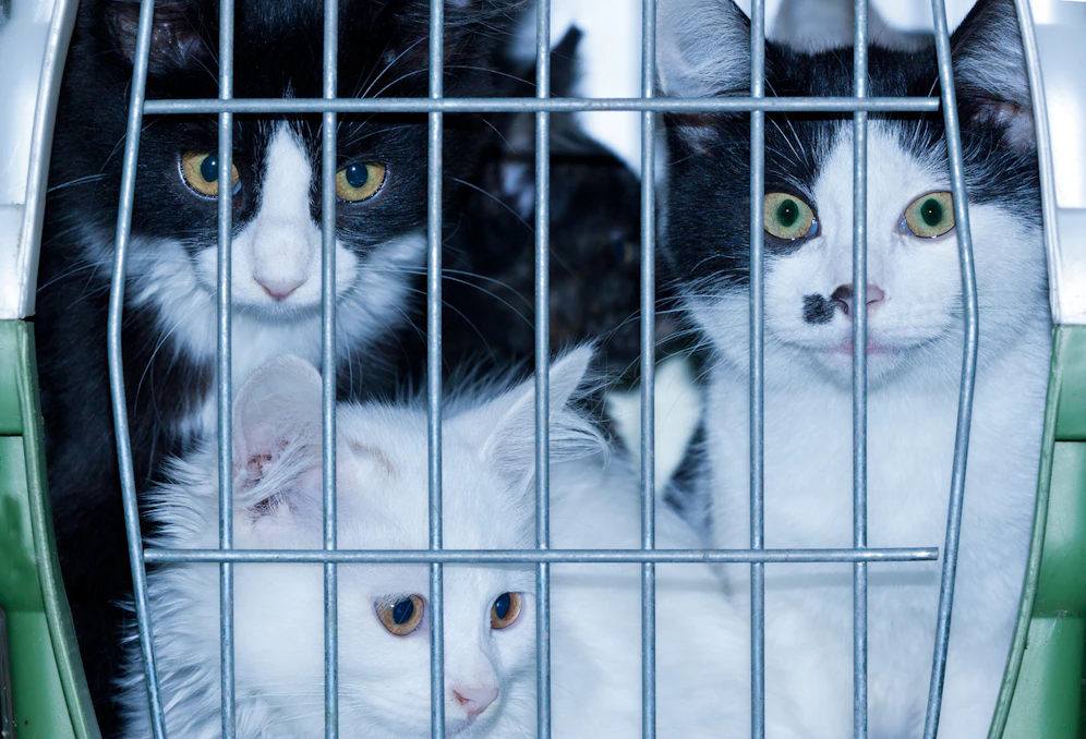 Symbolfoto von drei Katzen in einer Katzenbox