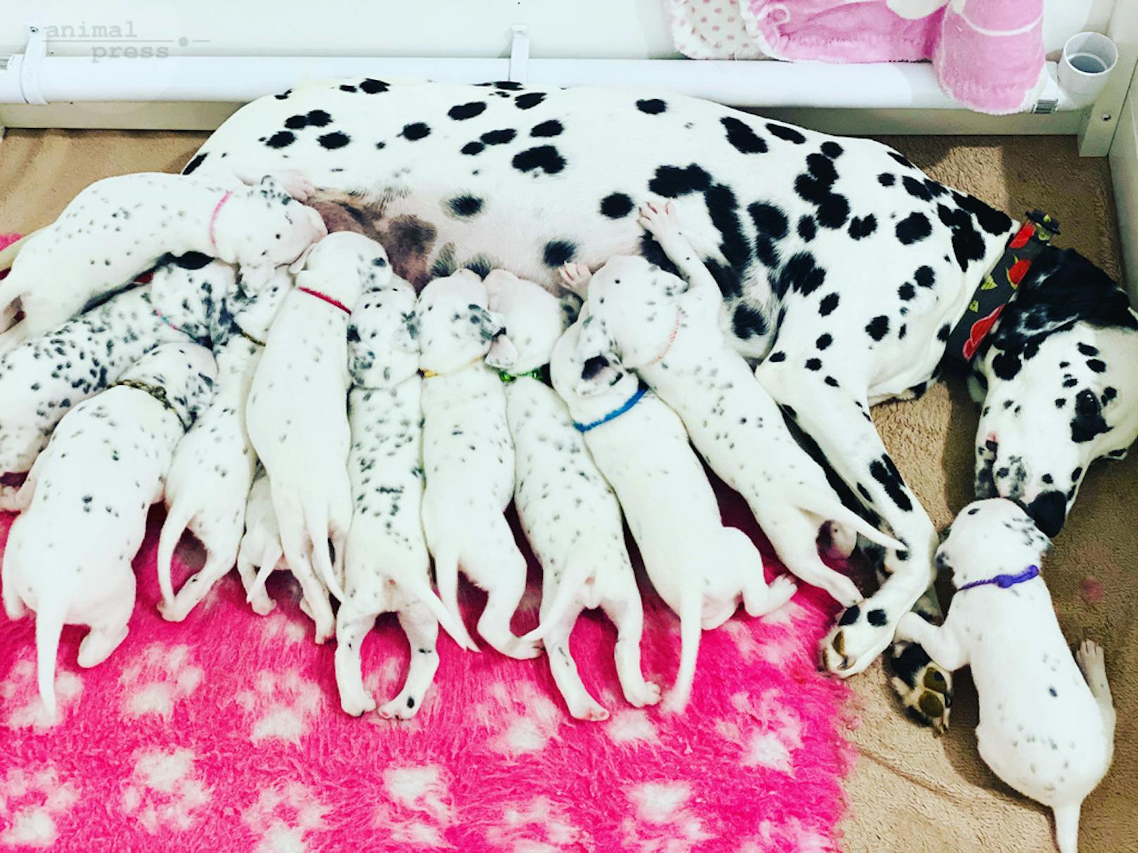 12 hungrige Dalmatiner hat die Hundedame Lucy auf die Welt gebracht. <br>