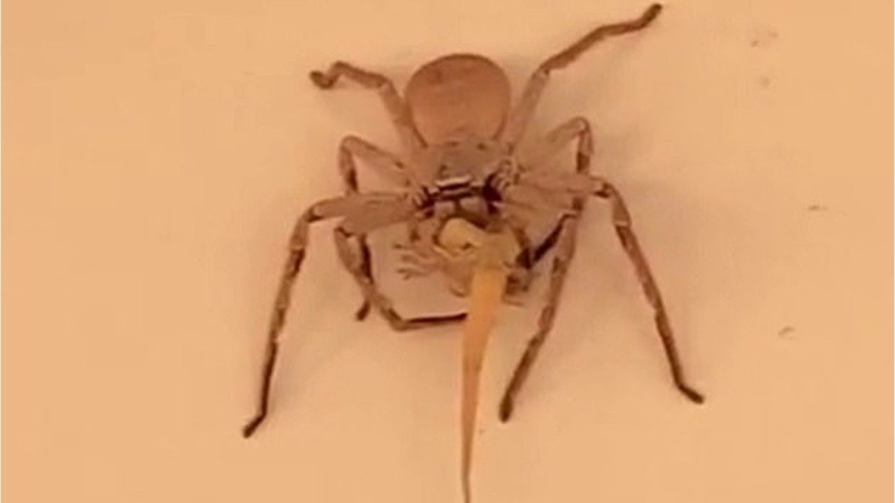 Die Spinne verschlang eine Eidechse.