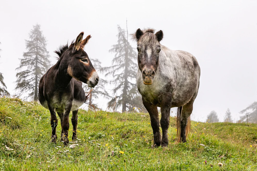 Esel Joe und Pony Melissa