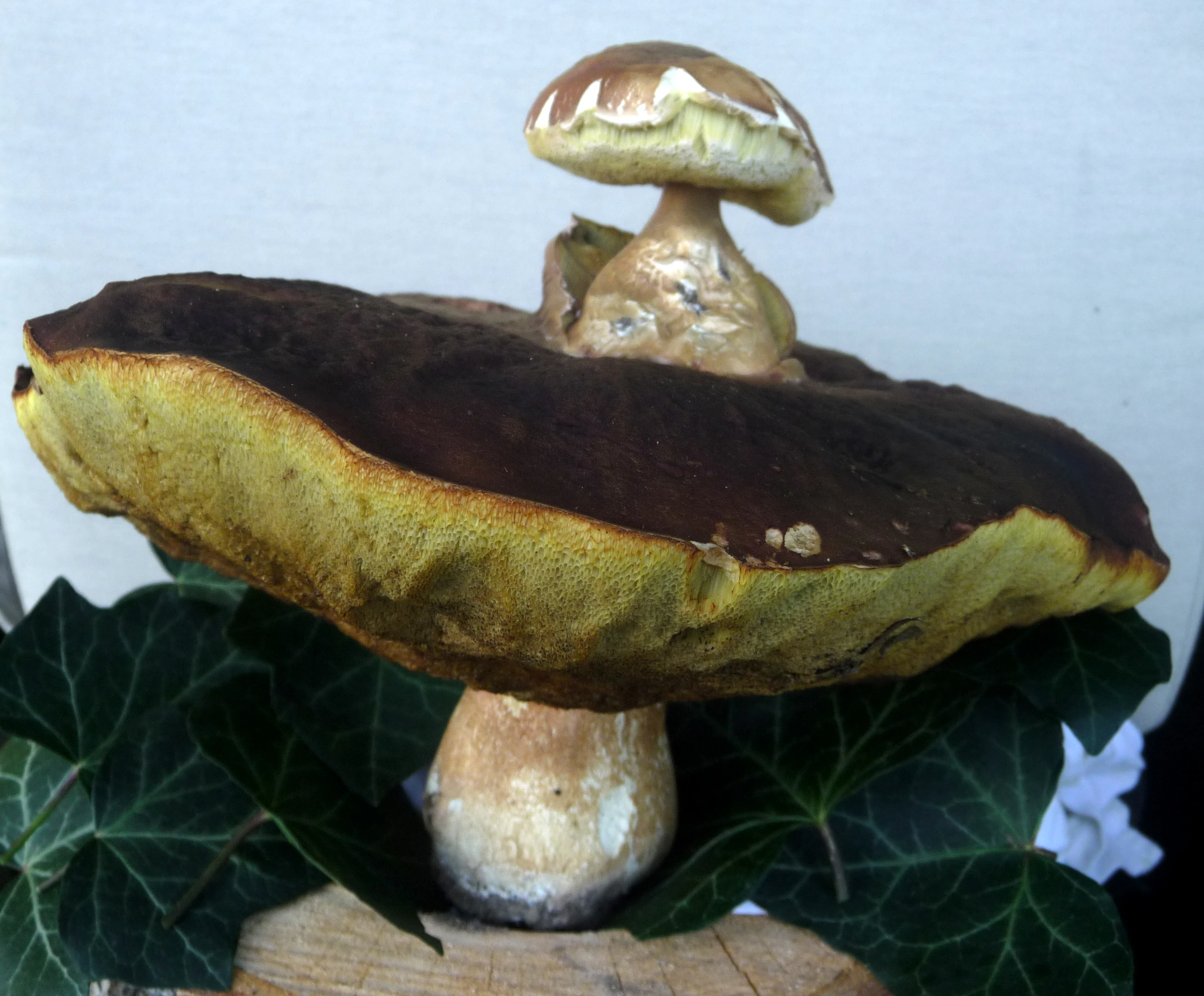 Der Pilz mit einem zweiten darauf.