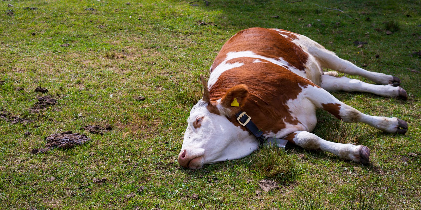 Symbolfoto einer schlafenden Kuh.