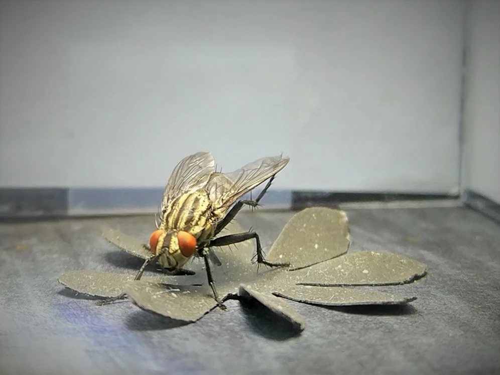 Der Linzer Roboter kann sogar Fliegen 