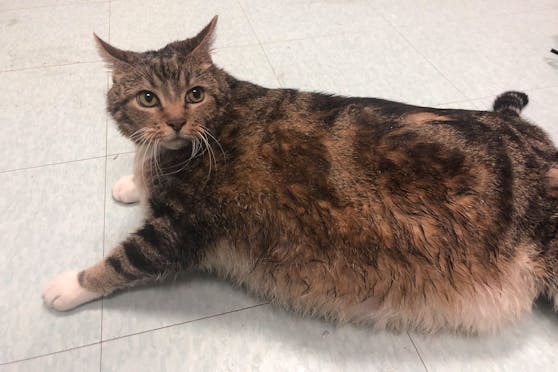 Lasagna hat eine Familie gefunden, die ihr beim Abspecken helfen kann. Derzeit wiegt die Katze 13 Kilogramm.