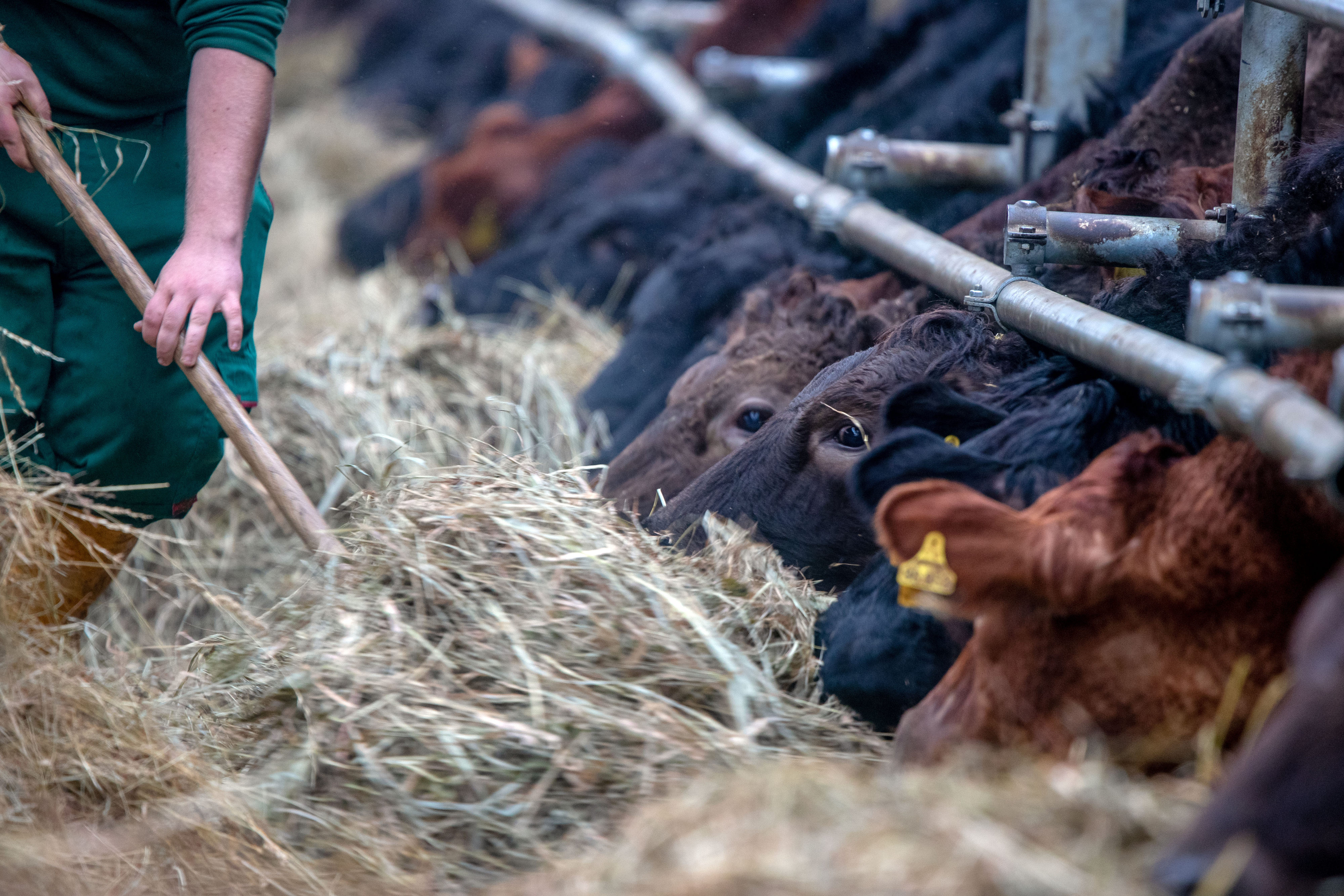 Unter gewissen Umständen dürfen Bauern die Quarantäne unterbrechen.
