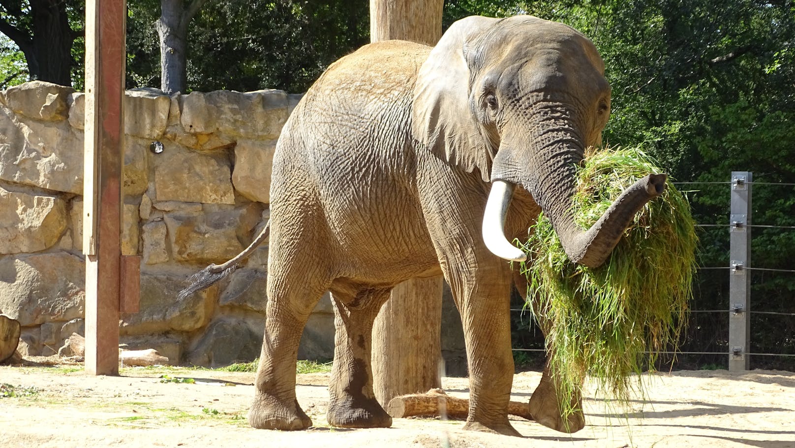 Bulle "Tembo" stärkt sich für Wiener Elefantendamen