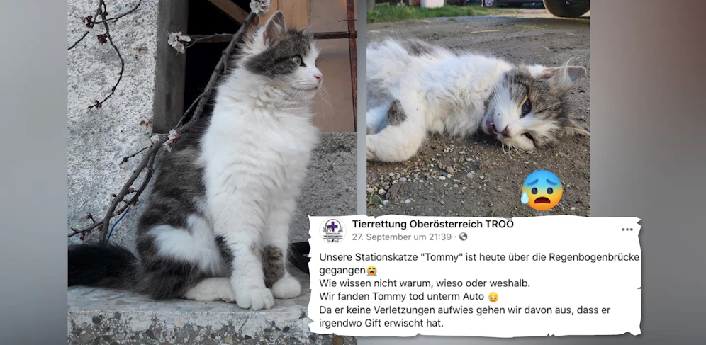 Die Tierrettung trauert um Hofkater Tommy.